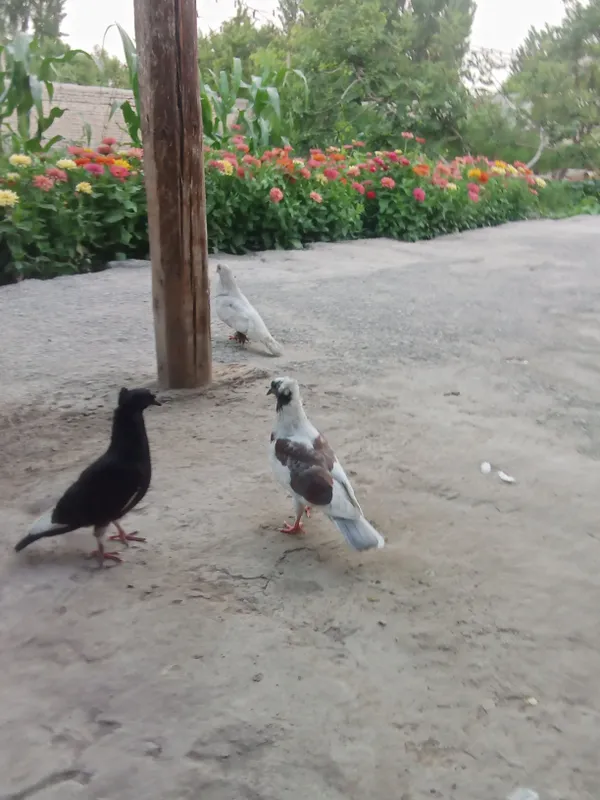 kabutar 5 kabutar 5