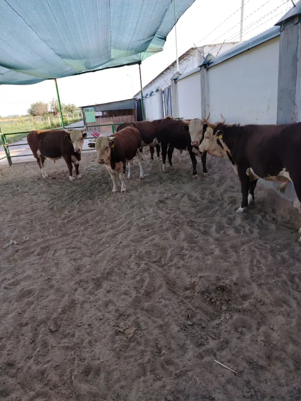 Gerenford novvoslar sotiladi na