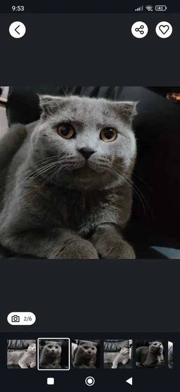 готовы к продаже британские котята — фото 7