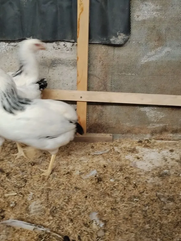 Adler tovuqlar sotiladi 2 dona 1 Adler tovuqlar sotiladi 2 dona 1