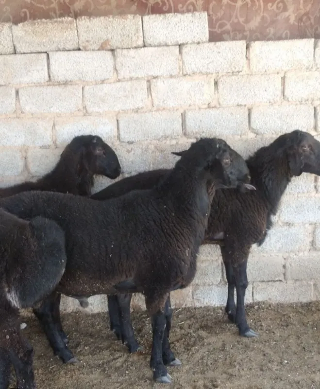Qurbon hayit uchun qochqor honodoniki