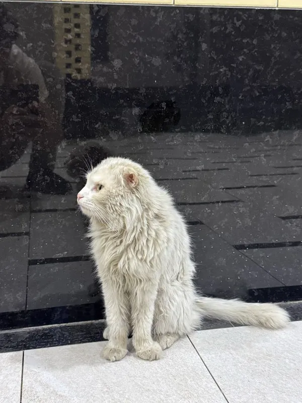 Кот турецкая ангора — фото 4