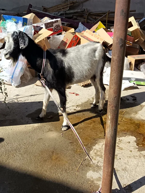 Soglom Echki sotiladi