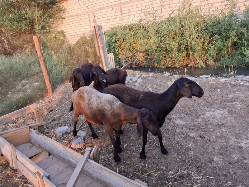 4 ta qo'y sotiladi. 5