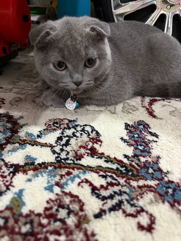 скотиш фолд кошки — фото 2