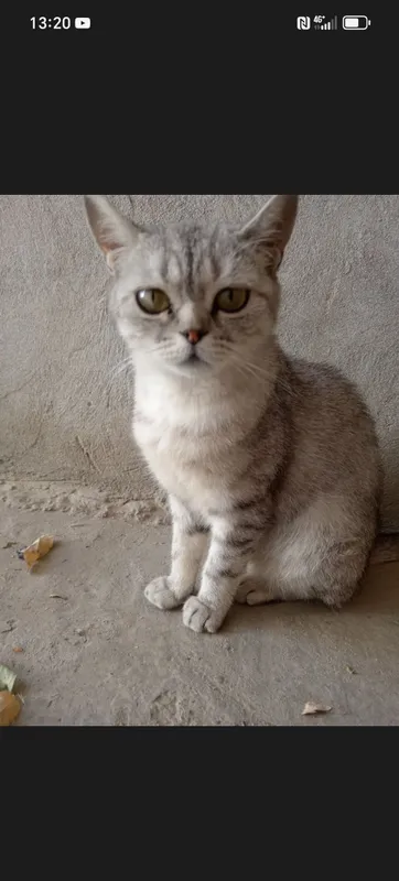 Породистая кошка, шотландская, беременная Породистая кошка, шотландская, беременная