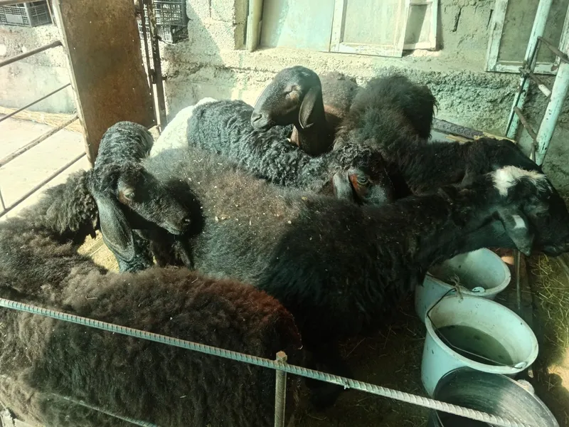 Qochqor qoy koy kochkor Aqiqa Qassob xizmati — фото 2