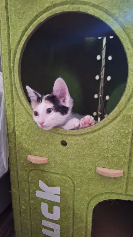 Котёнок Девочка