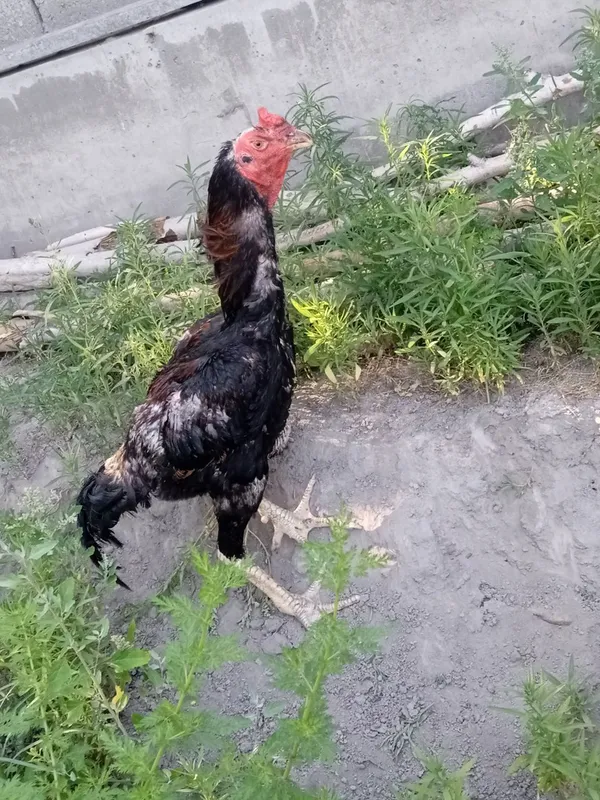 Dakan xoʻroz sotiladi
