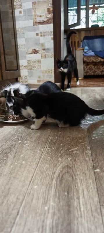 котята 5 котята 5
