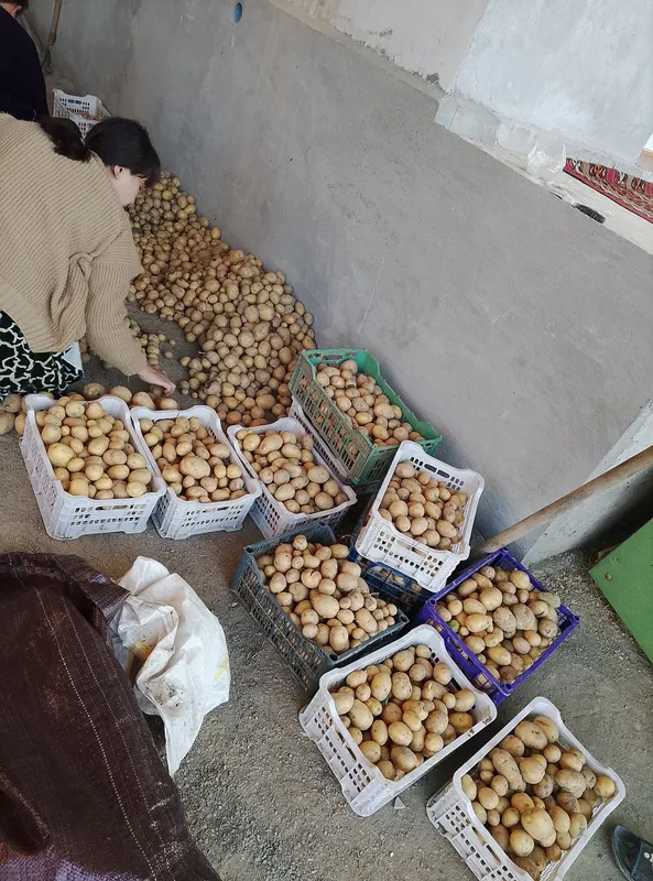 продаю картошку продаю картошку