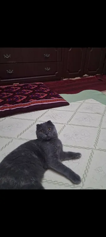 British fold zotli mushuk qoʻshimcha anjomlari bilan sotiladi