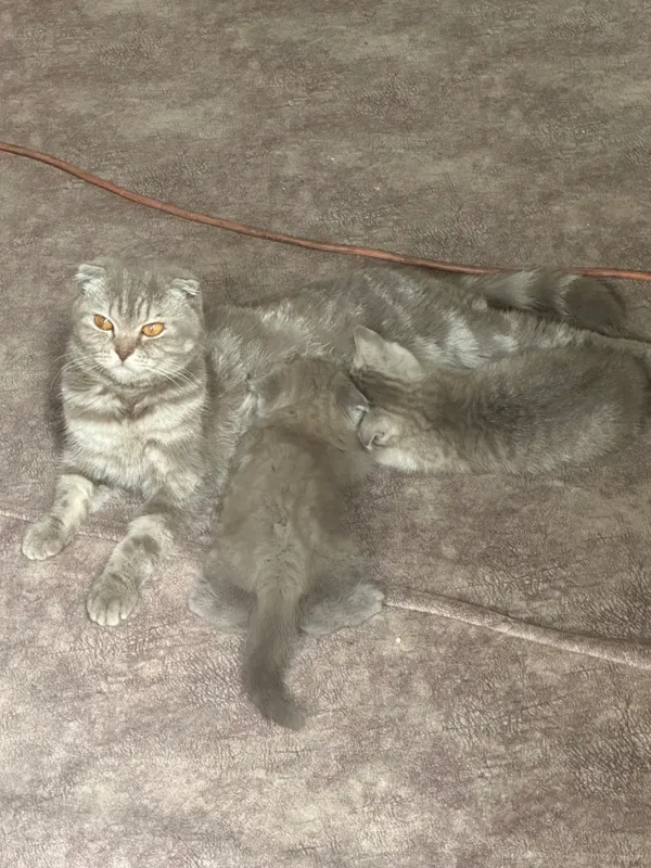 Котята — фото 3