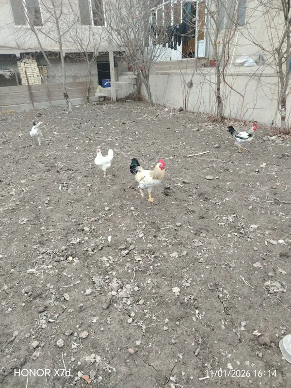 Tovuqlar sotiladi 5 Tovuqlar sotiladi 5