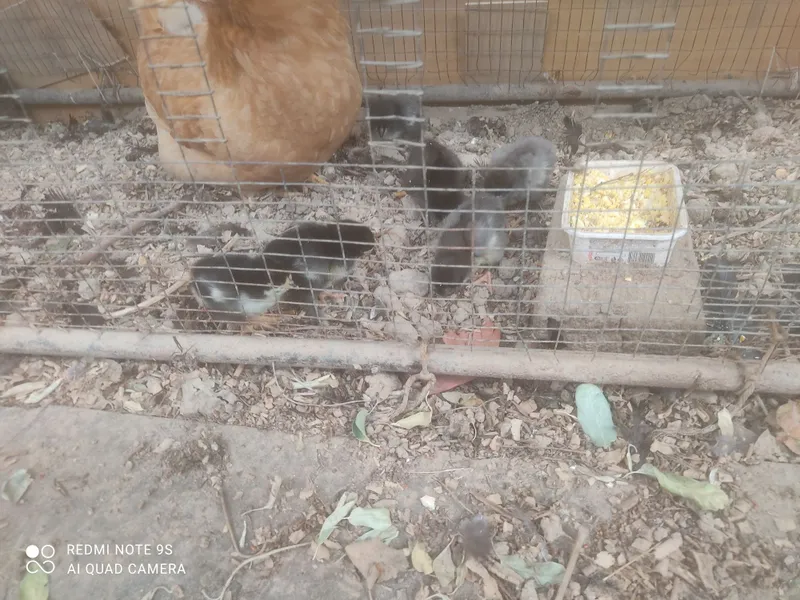Joja ochgan tovuq sotiladi 6 joja onasi bn