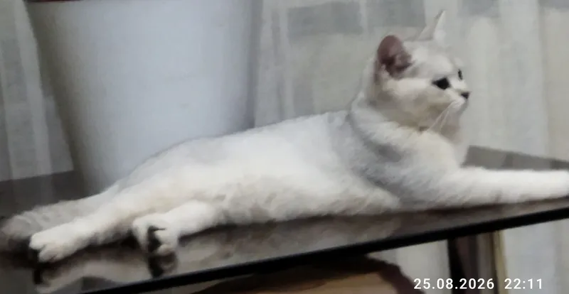 kumush chinchilla urg‘ochi mushukcha 3 kumush chinchilla urg‘ochi mushukcha 3