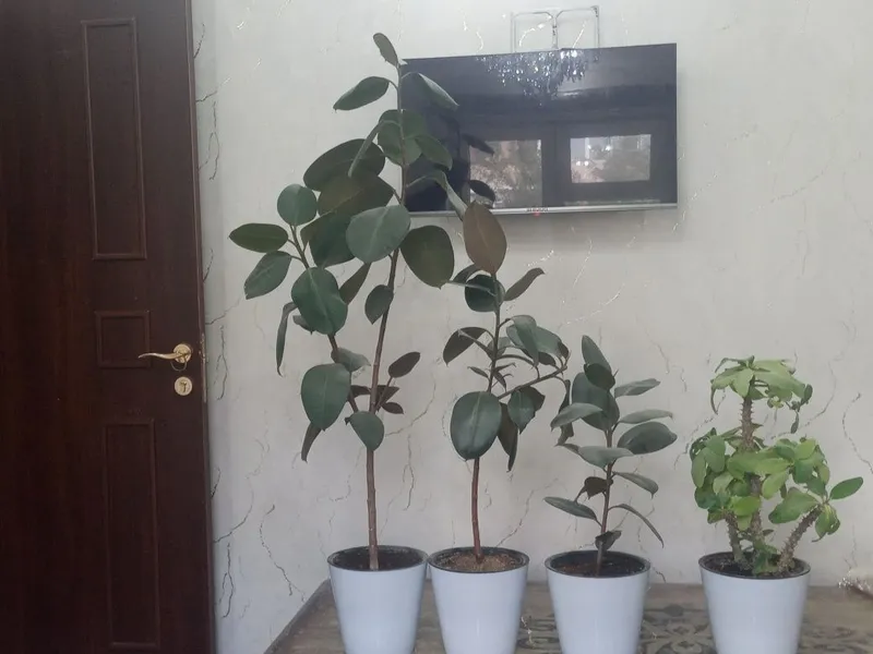 Katta gullar nomi qora shaxzoda 2