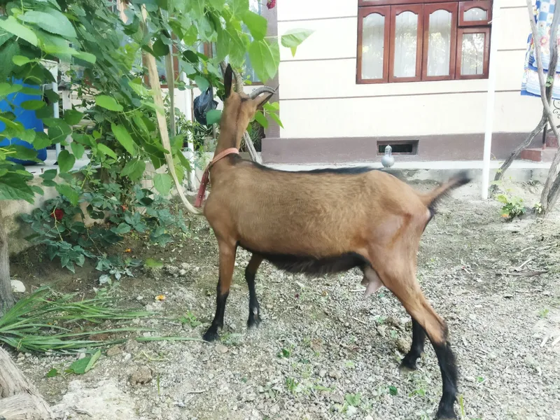 Allpen echki sotiladi 5