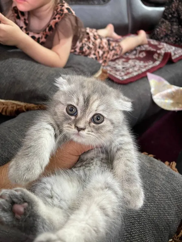 Шатлански вислаухи кошки 1