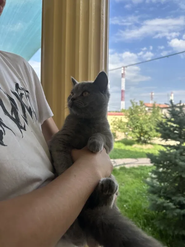 Мушук Скоттиш страйт 3 Мушук Скоттиш страйт 3