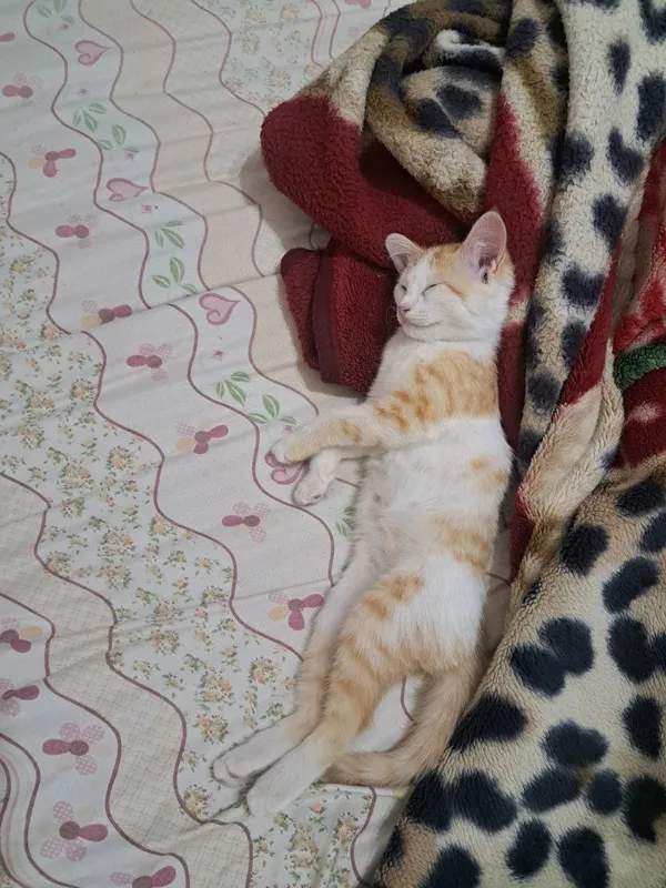 Mushuk 5 oylik erkak 1