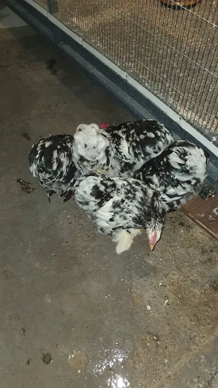 Yaponcha xuroz sotilai 2 Yaponcha xuroz sotilai 2
