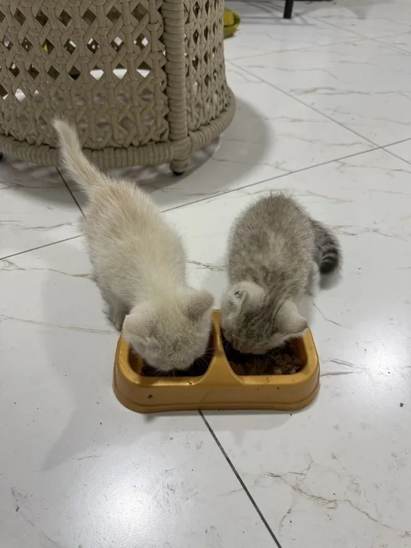 Котята золотые шиншилы 1 Котята золотые шиншилы 1