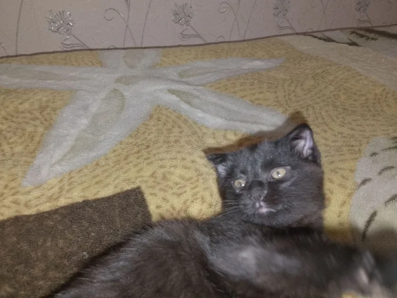 Отдам котенка в добрые руки