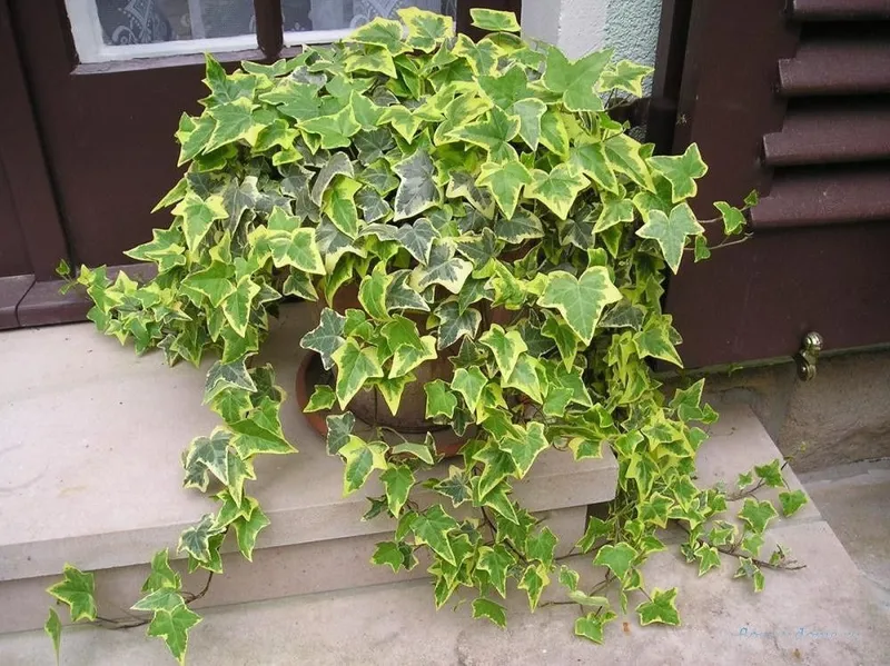 Плющ вариегатный (Hedera helix variegata) — 25 см — фото 1