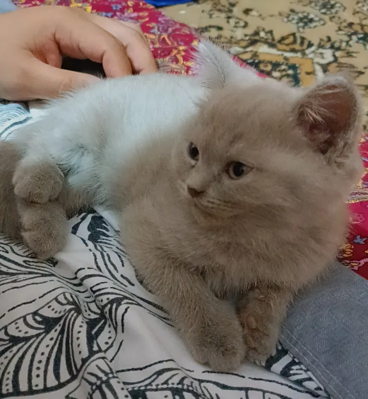 Котята скотиш страйт — фото 7