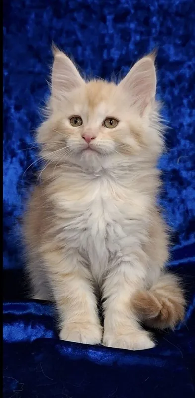 Котята породы Мейн-кун