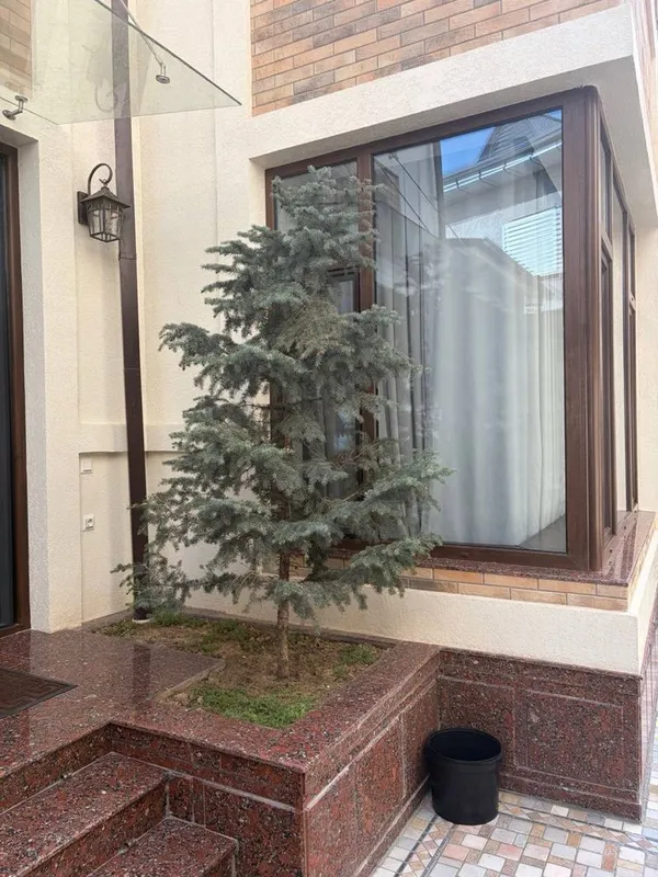 Продаю 3 голубых елей, Италянские. 1 Продаю 3 голубых елей, Италянские. 1