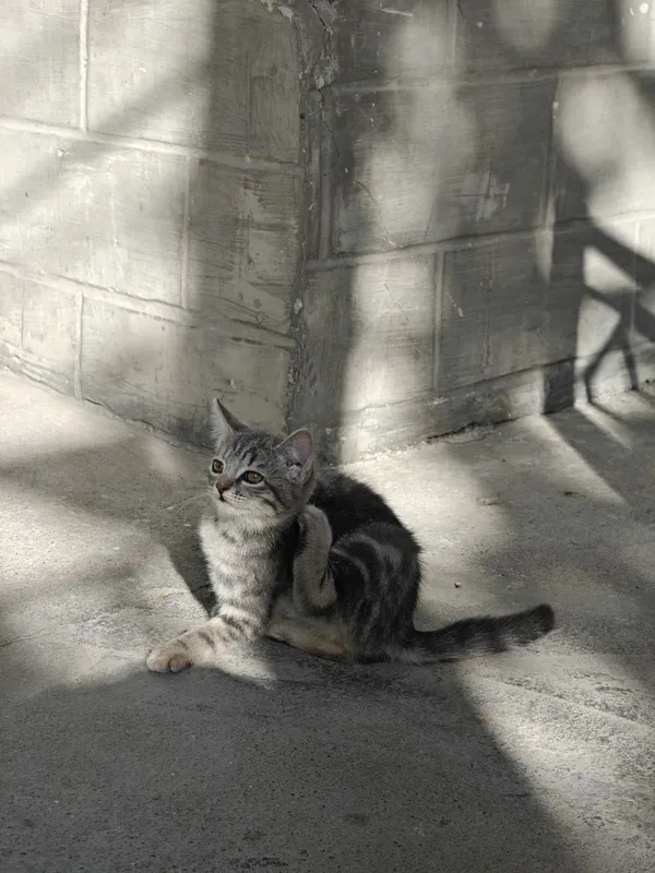 Mushuk котость 2 4