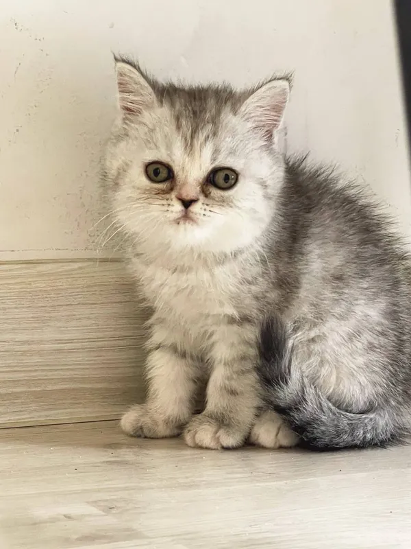 Продаются Scottish Fold — фото 1