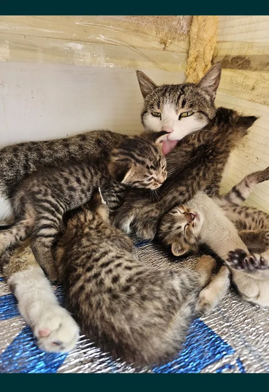 Кошки