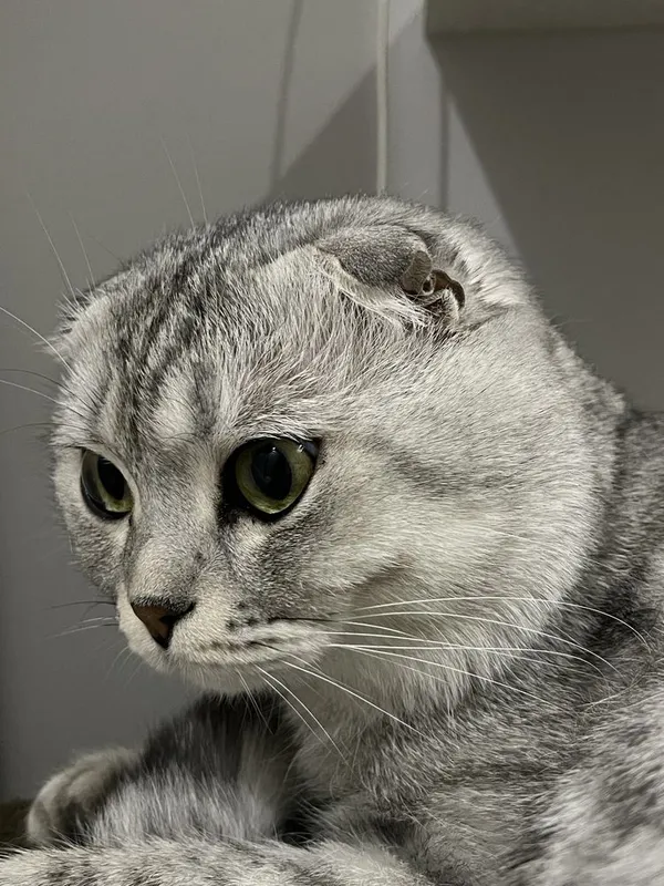 Вязка Скотишь Фолд — фото 1