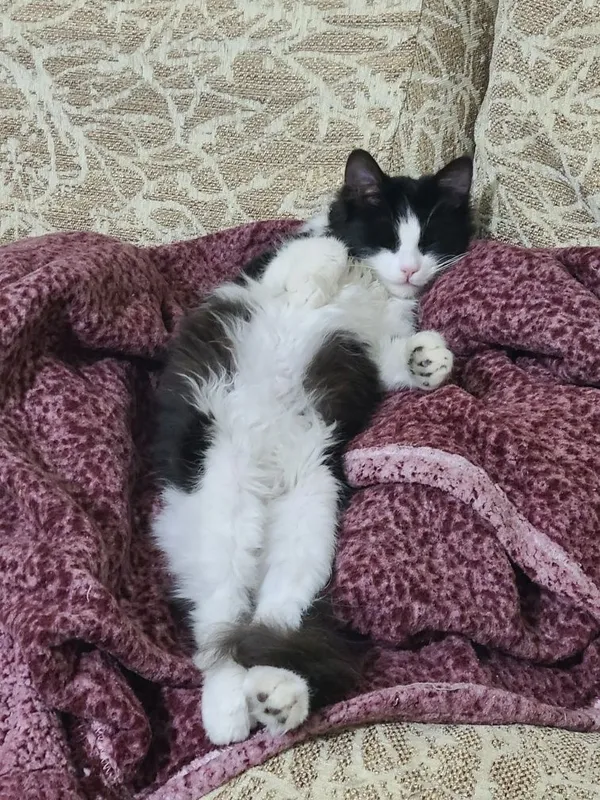 Котенок, в добрые руки, 4 месяца — фото 2 Котенок, в добрые руки, 4 месяца — фото 2