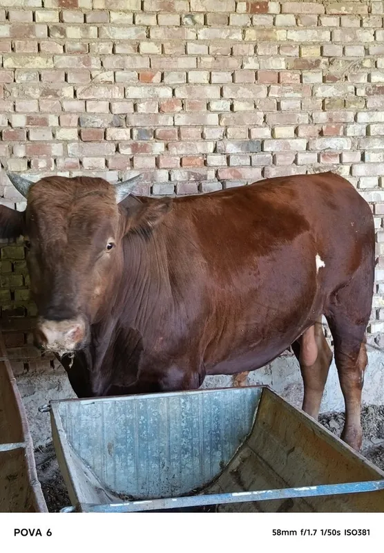 Limuzin buqa sotiladi 1 yosharu 5 oylik , boʻyi 142 , vesi 780 kg 4 Limuzin buqa sotiladi 1 yosharu 5 oylik , boʻyi 142 , vesi 780 kg 4