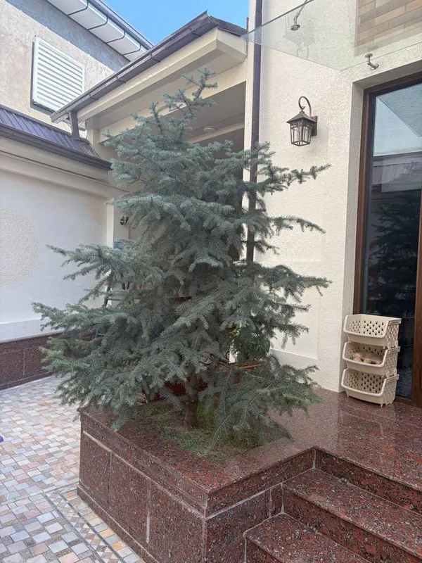 Продаю 3 голубых елей, Италянские. 3 Продаю 3 голубых елей, Италянские. 3