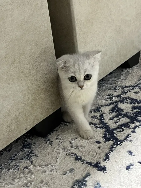 «Kumush shinchilla» rangli Scottish Fold zotli shotland bukikquloq mushukcha 1 «Kumush shinchilla» rangli Scottish Fold zotli shotland bukikquloq mushukcha 1