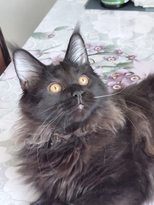 продаются котята породы Мейн кун котятам 5 мес — фото 5