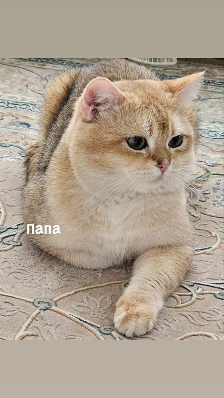 Продаются котята скотиш страйт — фото 4