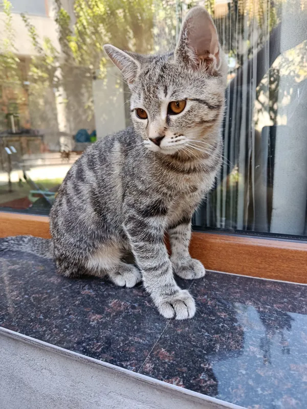 Tabbi akras mushuk bolasi 2 Tabbi akras mushuk bolasi 2