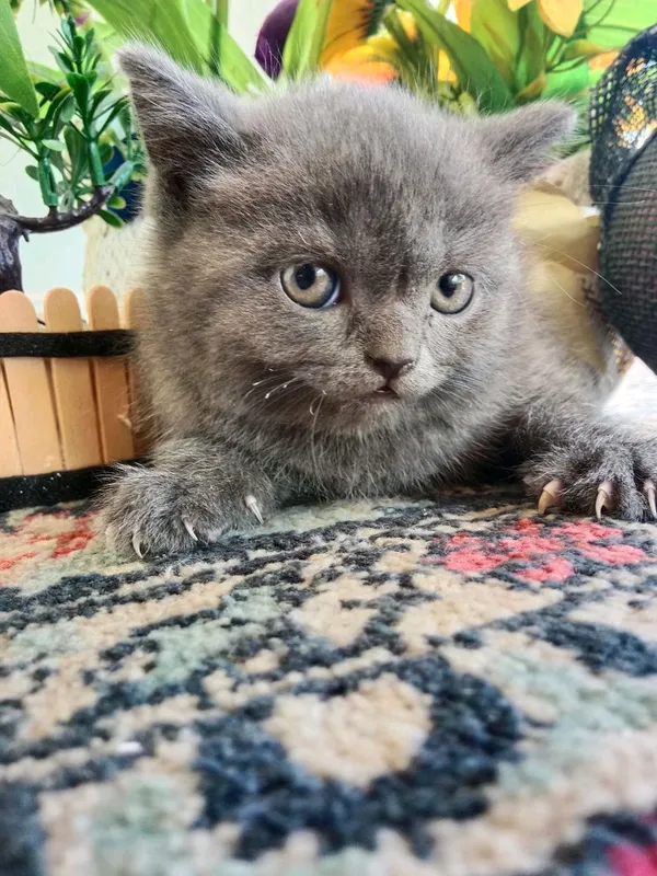 котята на продаже, умные, игривые, знают лоток 5