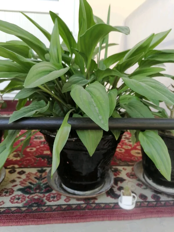 honaki gullar sotiladi — фото 4
