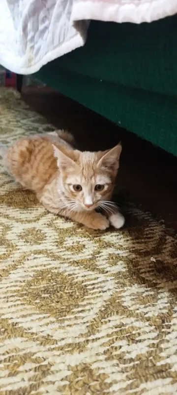 Отдадим котят в хорошие руки 6 Отдадим котят в хорошие руки 6