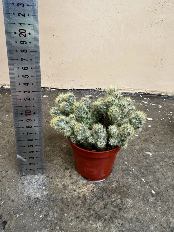 Кактус Mammillaria elongata — фото 4
