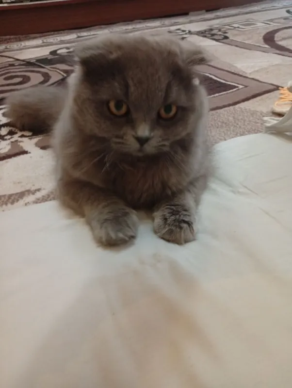 Zotdor mushuk 0000