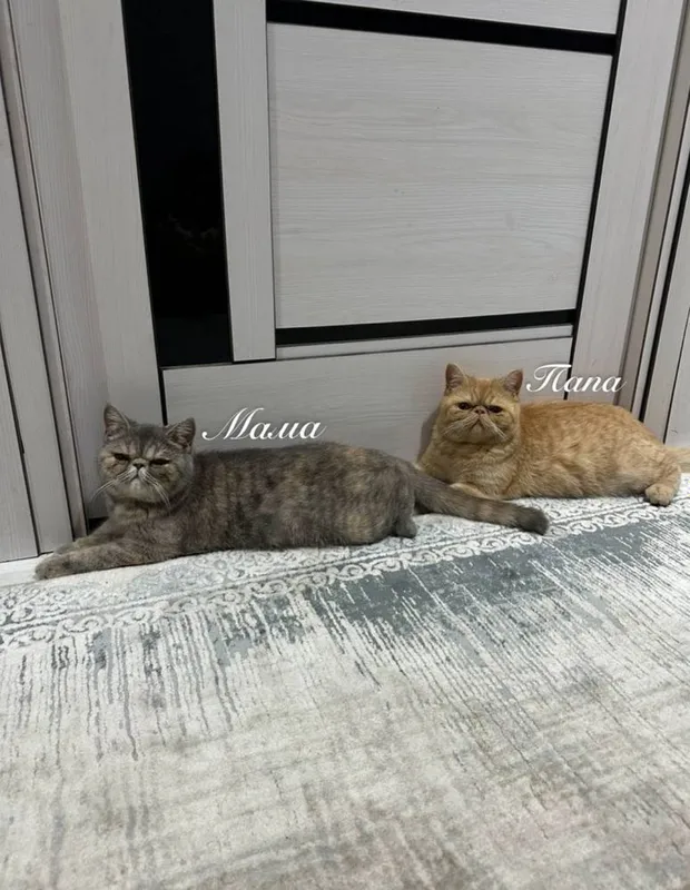 экзотические короткошерстные кошки котята 2 экзотические короткошерстные кошки котята 2