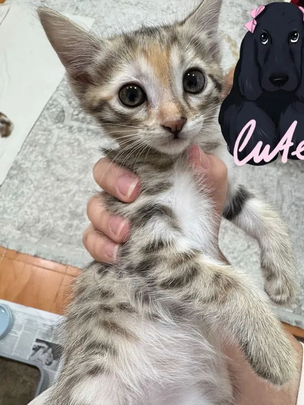 Кошки бесплатно Кошки бесплатно